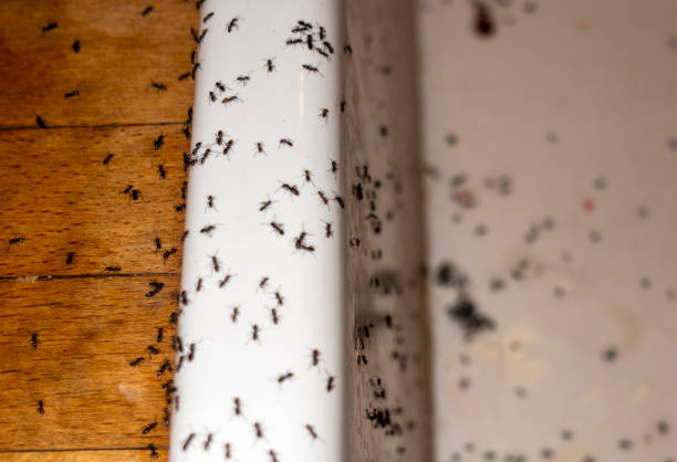 Best Flea Control Services  in Eagleview, PA
